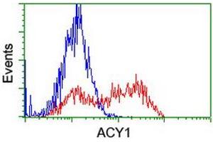 HEK293T cells transfected with either RC201284 overexpress plasmid (Red) or empty vector control plasmid (Blue) were immunostained by anti-ACY1 antibody (ABIN2454806), and then analyzed by flow cytometry. (Aminoacylase 1 抗体)