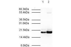 Affinity Purified Rabbit anti-MAD2L2 was used at a 1:500 dilution to detect human MAD2L2 by western blot. (MAD2L2 抗体  (AA 3-14))