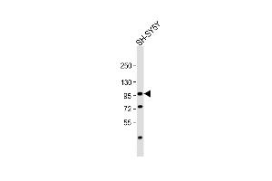 Anti-PROX1 Antibody  at 1:1000 dilution + SH-SY5Y whole cell lysate Lysates/proteins at 20 μg per lane.