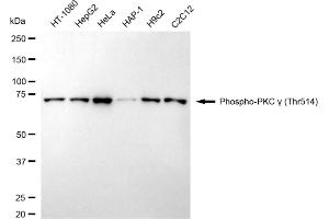 Western blotting analysis using phospho-PKC gamma (Thr514) antibody (ABIN7799998).