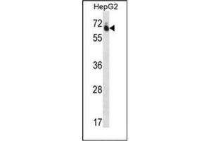 Western blot analysis of GUF1 Antibody (N-term) in HepG2 cell line lysates (35ug/lane). (GUF1 抗体  (N-Term))
