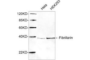 Western blot analysis of cell lysates using 1 µg/mL Rabbit Anti-Fibrillarin Polyclonal Antibody (ABIN398945) The signal was developed with IRDyeTM 800 Conjugated Goat Anti-Rabbit IgG. (Fibrillarin 抗体  (AA 50-100))