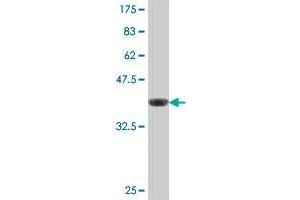 Western Blot detection against Immunogen (37. (NR2C2AP 抗体  (AA 40-139))