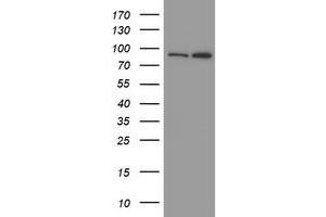 Image no. 1 for anti-Myoneurin (MYNN) (AA 10-300) antibody (ABIN1490791) (Myoneurin 抗体  (AA 10-300))