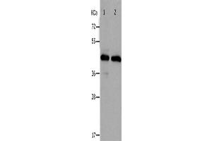 Western Blotting (WB) image for anti-PRKC, Apoptosis, WT1, Regulator (PAWR) antibody (ABIN2431757) (PAWR 抗体)
