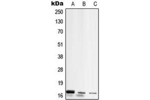 Western blot analysis of RPL26L1 expression in MCF7 (A), Raw264. (RPL26L1 抗体  (C-Term))