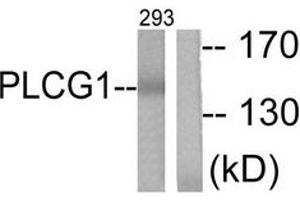 Western blot analysis of extracts from 293 cells, treated with EGF 200ng/ml 30', using PLCG1 (Ab-783) Antibody. (Phospholipase C gamma 1 抗体  (AA 751-800))