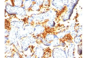Formalin-fixed, paraffin-embedded human Placenta stained with Transglutaminase II Mouse Monoclonal Antibody (SPM358). (Transglutaminase 2 抗体)