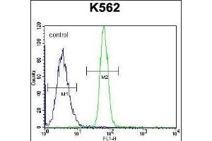 LRRC63 Antibody (C-term) (ABIN655839 and ABIN2845253) flow cytometric analysis of K562 cells (right histogram) compared to a negative control cell (left histogram). (LRRC63 抗体  (C-Term))