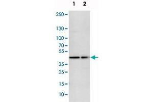 Western blot analysis of cell lysates with FAM172A polyclonal antibody  at 1:250-1:500 dilution. (Fam172a 抗体)