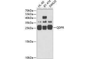 Western blot analysis of extracts of various cell lines, using QDPR antibody (ABIN6127808, ABIN6146531, ABIN6146532 and ABIN6221400) at 1:3000 dilution. (QDPR 抗体  (AA 1-244))