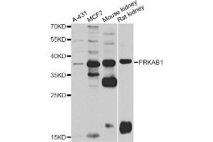 Western blot analysis of extracts of various cell lines, using PRKAB1 antibody.