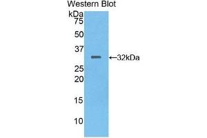 Detection of Recombinant MEP1a, Mouse using Polyclonal Antibody to Meprin A Alpha (MEP1a) (MEP1A 抗体  (AA 219-463))