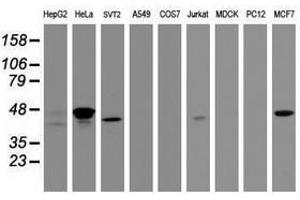 Image no. 2 for anti-Chromobox Homolog 8 (CBX8) (AA 1-260) antibody (ABIN1490666) (CBX8 抗体  (AA 1-260))