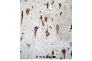 PCDH7 Antibdy (C-term) (ABIN656256 and ABIN2845572) immunohistochemistry analysis in formalin fixed and paraffin embedded human brain tissue followed by peroxidase conjugation of the secondary antibody and DAB staining. (PCDH7 抗体  (C-Term))