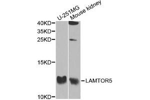 Western blot analysis of extracts of various cell lines, using LAMTOR5 antibody (ABIN5974937) at 1/1000 dilution. (HBXIP 抗体)