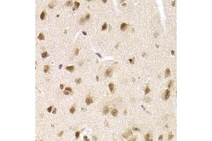 Immunohistochemistry of paraffin-embedded mouse brain using MCM4 Antibody (ABIN5971548) at dilution of 1/200 (40x lens). (MCM4 抗体)