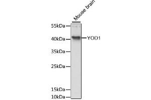 Western blot analysis of extracts of mouse brain, using YOD1 antibody (ABIN6294115) at 1:3000 dilution. (YOD1 抗体)