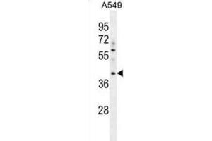 Western Blotting (WB) image for anti-Myosin Binding Protein H-Like (MYBPHL) antibody (ABIN2996396) (MYBPHL 抗体)