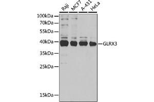 Western blot analysis of extracts of various cell lines, using GLRX3 antibody (ABIN6129752, ABIN6141153, ABIN6141155 and ABIN6221599) at 1:1000 dilution. (GLRX3 抗体  (AA 1-335))