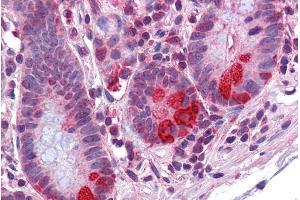 ABIN190821 (3. (PDIA2 抗体  (Internal Region))