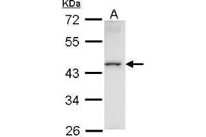 WB Image Sample (30 ug of whole cell lysate) A: Raji 10% SDS PAGE antibody diluted at 1:1000 (HMBOX1 抗体)