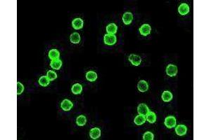 Immunofluorescence (IF) image for anti-CD4 (CD4) antibody (Alexa Fluor 488) (ABIN2657422) (CD4 抗体  (Alexa Fluor 488))