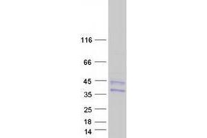Validation with Western Blot (TMEM27 Protein (Myc-DYKDDDDK Tag))
