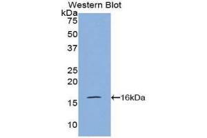 Western Blotting (WB) image for anti-Pre-B Lymphocyte 1 (VPREB1) (AA 43-134) antibody (ABIN1860945) (VPREB1 抗体  (AA 43-134))