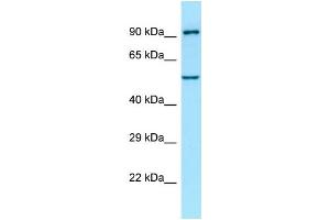 Western Blotting (WB) image for anti-Atlastin GTPase 1 (ATL1) (C-Term) antibody (ABIN2789990) (ATL1 抗体  (C-Term))