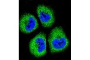 Confocal immunofluorescent analysis of GAS1 Antibody (N-term) Cat. (GAS1 抗体  (N-Term))
