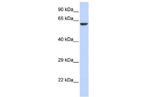 Western Blotting (WB) image for anti-Potassium Channel, Subfamily V, Member 1 (KCNV1) antibody (ABIN2458268) (KCNV1 抗体)
