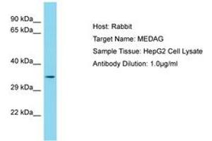 Image no. 1 for anti-Mesenteric Estrogen-Dependent Adipogenesis (MEDAG) (AA 115-164) antibody (ABIN6750713) (MEDAG 抗体  (AA 115-164))