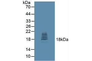 Figure. (CTLA4 抗体  (AA 52-211))