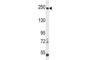 L1CAM antibody western blot analysis in mouse cerebellum tissue lysate. (L1CAM 抗体  (AA 1154-1182))