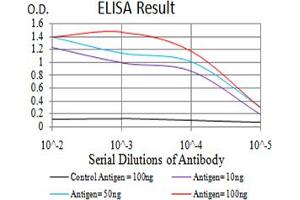 Fig. (Parvovirus B19 NS1 (AA 1-216) 抗体)