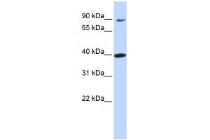 WB Suggested Anti-OR11H12 Antibody Titration:  0. (OR11H12 抗体  (N-Term))