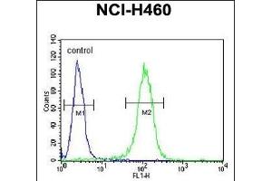 BHLH3 Antibody (N-term) (ABIN651934 and ABIN2840462) flow cytometric analysis of NCI- cells (right histogram) compared to a negative control cell (left histogram). (BHLH3 抗体  (N-Term))