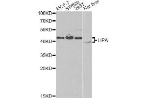 Western blot analysis of extracts of various cell lines, using LIPA antibody. (Lipase A 抗体)
