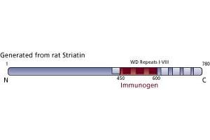 Image no. 3 for anti-Striatin (STRN) (AA 450-600) antibody (ABIN968207) (Striatin 抗体  (AA 450-600))
