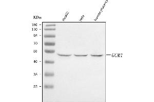 Western blot analysis of GCM1 using anti-GCM1 antibody (ABIN7600391).