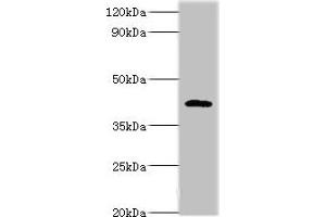 Western blot All lanes: PARL antibody at 6 μg/mL + NIH/3T3 whole cell lysate Secondary Goat polyclonal to rabbit IgG at 1/10000 dilution Predicted band size: 43, 37 kDa Observed band size: 47 kDa (PARL 抗体  (AA 1-170))