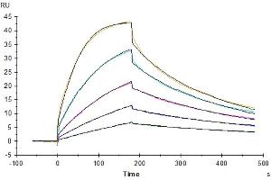 Surface Plasmon Resonance (SPR) image for CD80 (CD80) (AA 35-242) protein (His tag) (ABIN7273891)