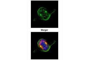 ICC/IF Image Confocal immunofluorescence analysis (Olympus FV10i) of paraformaldehyde-fixed 293T, using ZWINT, antibody (Green) at 1:500 dilution. (ZWINT 抗体  (Center))