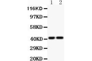 Anti-CXCR3 Picoband antibody,  All lanes: Anti-CXCR3 at 0. (CXCR3 抗体  (AA 1-368))