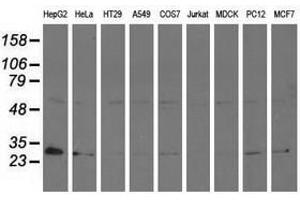 Image no. 2 for anti-Adenylate Kinase 3 (AK3) antibody (ABIN1496520) (Adenylate Kinase 3 抗体)