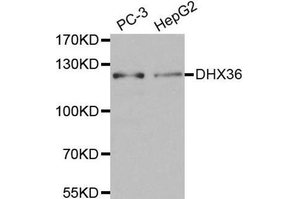 DHX36 Antikörper  (AA 1-260)