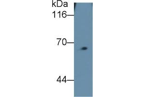 Detection of FPN in Mouse Skeletal muscle lysate using Monoclonal Antibody to Ferroportin (FPN) (SLC40A1 抗体  (AA 127-321))