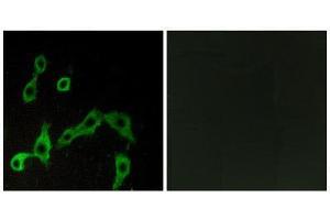 Immunofluorescence (IF) image for anti-Alpha-2A Adrenergic Receptor (ADRA2A) (Internal Region) antibody (ABIN1852816) (ADRA2A 抗体  (Internal Region))