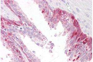 Anti-PHLDA2 antibody IHC staining of human prostate. (PHLDA2 抗体  (AA 139-152))